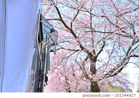 露營車賞櫻 一排盛開的櫻花樹 101344927