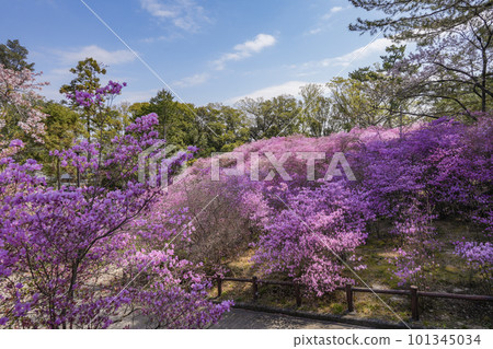 algenkalk für thuja Thuja occidentalis 'Smaragd' / Lebensbaum