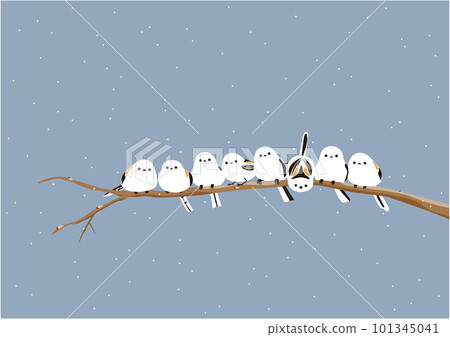 很多可愛的長尾長尾 11 棲息在雪地的樹枝上 很多可愛的長尾長尾 11 棲息在雪地的樹枝上 101345041