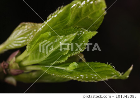 Natural plant Hanaikada, early April. Buds on the young leaves that have started to expand. like a female flower 101345083