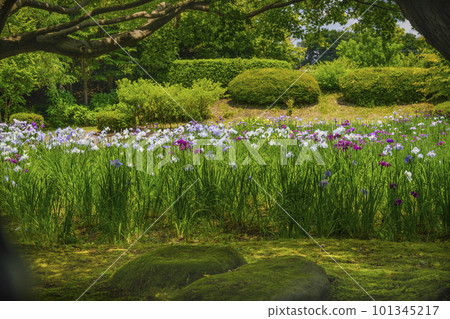 The iris garden The iris garden 101345217