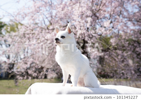 Drooping cherry blossoms and white Chihuahua bust up Drooping cherry blossoms and white Chihuahua bust up 101345227