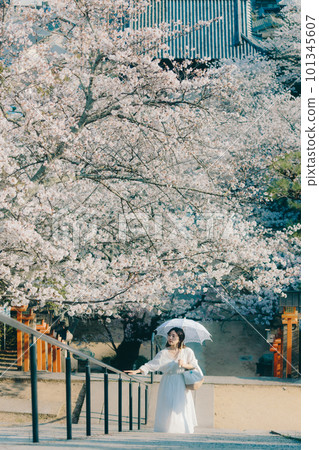 A woman walking while watching cherry blossoms in full bloom at a tourist spot A woman walking while watching cherry blossoms in full bloom at a tourist spot 101345607