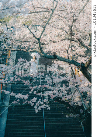 一位女士邊走邊看櫻花盛開的旅遊景點 101345615