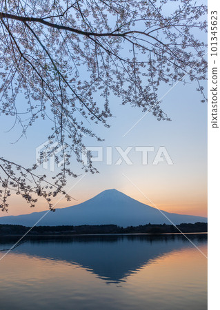 First blooming cherry blossoms and Mount Fuji from the shores of Lake Tanuki at dawn 101345623