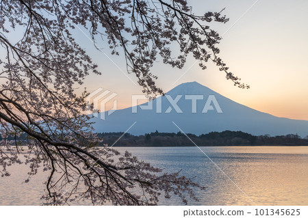First blooming cherry blossoms and Mount Fuji from the shores of Lake Tanuki at dawn 101345625