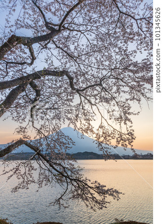 First blooming cherry blossoms and Mount Fuji from the shores of Lake Tanuki at dawn 101345626
