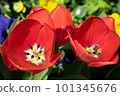 Up of a red tulip 101345676