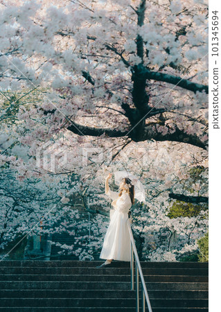 A woman standing at a cherry blossom tourist attraction A woman standing at a cherry blossom tourist attraction 101345694