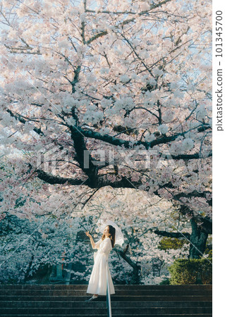 站在櫻花旅遊勝地的女人 101345700