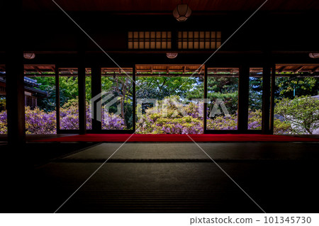 在京都市右京區妙心寺長慶院拍攝的紫藤花 101345730