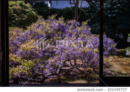 Wisteria flowers taken at Chokei-in Temple, Myoshin-ji Temple, Ukyo Ward, Kyoto City 101345737
