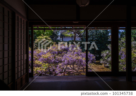 Wisteria flowers taken at Chokei-in Temple, Myoshin-ji Temple, Ukyo Ward, Kyoto City 101345738