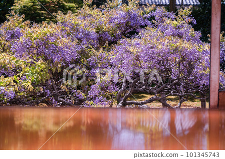 在京都市右京區妙心寺長慶院拍攝的紫藤花 在京都市右京區妙心寺長慶院拍攝的紫藤花 101345743