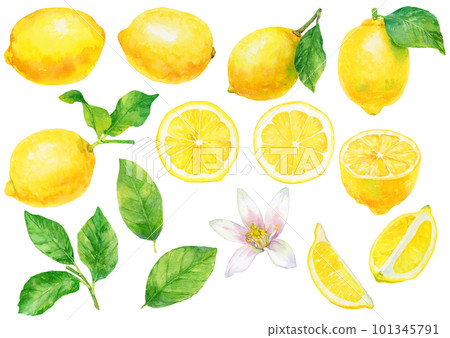 Illustration material of lemon fruit, leaves and flowers drawn by watercolor Illustration material of lemon fruit, leaves and flowers drawn by watercolor 101345791