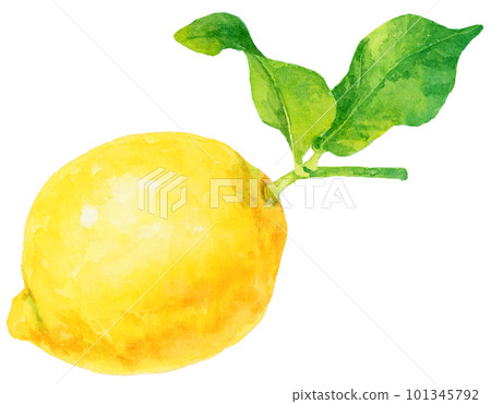 用水彩畫的檸檬與枝葉的插圖 101345792