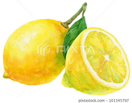 水彩畫的兩個檸檬的插圖 101345797