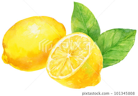 用水彩畫的檸檬葉插圖 101345808