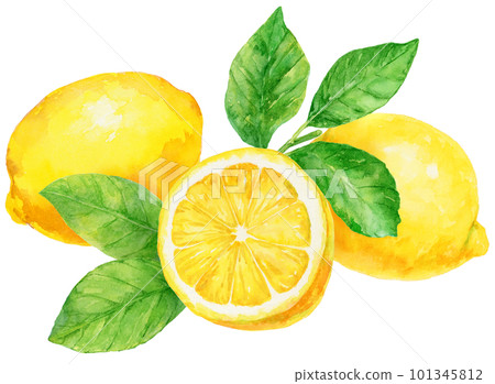Illustration of fresh lemons and lemon leaves painted by watercolor 101345812