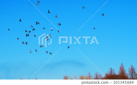 Scenery of a flock of pigeons dancing in the blue sky Scenery of a flock of pigeons dancing in the blue sky 101345884