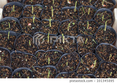 玉米發芽第10天 玉米發芽第10天 101345895