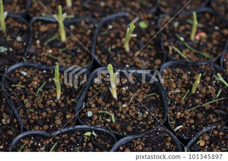 玉米發芽第10天 玉米發芽第10天 101345897