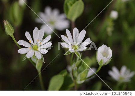沿著山脊生長的自然植物，如Nominofusuma和雜草。深裂五瓣白花滿地 101345946
