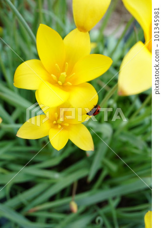 瓢蟲花 瓢蟲花 101345981