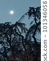 秋葉和月亮 101346058