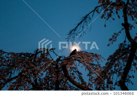 落日在櫻桃樹 落日在櫻桃樹 101346068