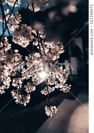 夜間照明的櫻花 夜間照明的櫻花 101346073