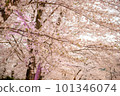 櫻花盛開 101346074