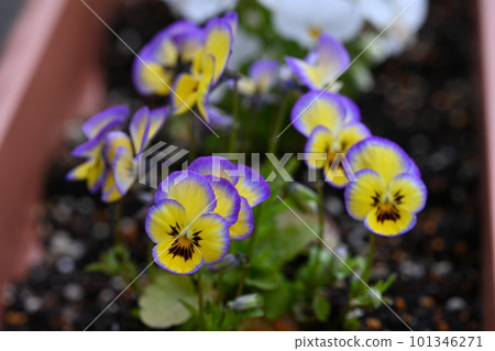 Violets blooming in the garden of the house 101346271