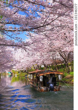 【京都府】伏見十國船晴好櫻花盛開 【京都府】伏見十國船晴好櫻花盛開 101346377
