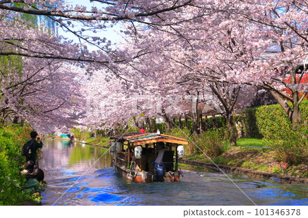 【京都府】伏見十國船晴好櫻花盛開 【京都府】伏見十國船晴好櫻花盛開 101346378