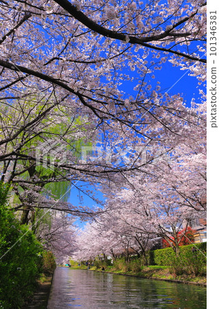 【京都府】伏見港晴好櫻花盛開(伏見十國船) 【京都府】伏見港晴好櫻花盛開(伏見十國船) 101346381