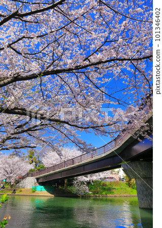[京都府]伏見出愛橋晴好櫻花盛開（伏見十國船） 101346402