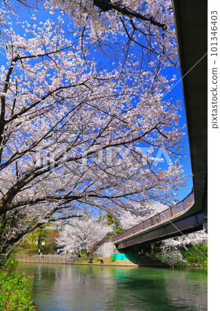 [京都府]伏見出愛橋晴好櫻花盛開（伏見十國船） 101346403