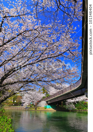 [京都府]伏見出愛橋晴好櫻花盛開（伏見十國船） 101346404