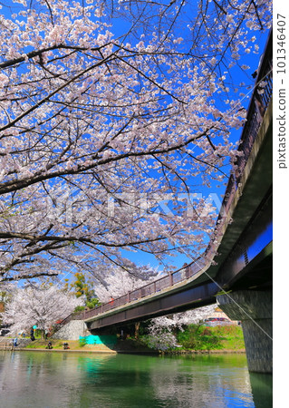 [京都府]伏見出愛橋晴好櫻花盛開（伏見十國船） 101346407