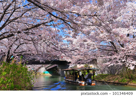 【京都府】伏見十國船晴好櫻花盛開 101346409