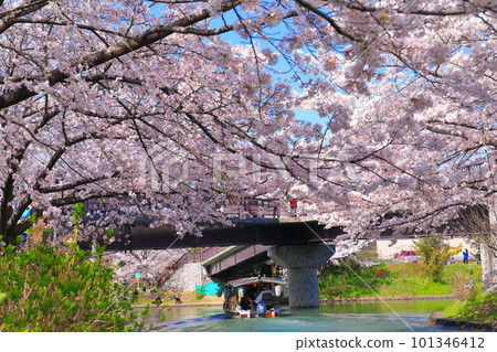 【京都府】伏見十國船晴好櫻花盛開 【京都府】伏見十國船晴好櫻花盛開 101346412