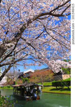[Kyoto Prefecture] Gekkeikan Okura Memorial Hall in fine weather and cherry blossoms in full bloom (Fushimi Jukkokubune) 101346415