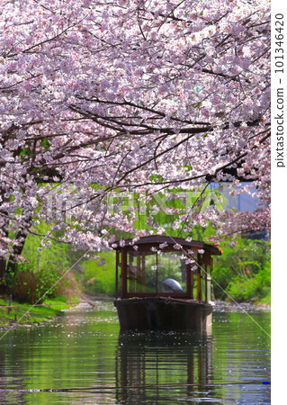 [Kyoto Prefecture] Fushimi Jukkokubune in fine weather and cherry blossoms in full bloom 101346420