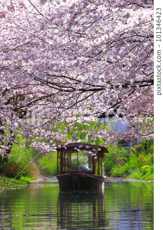 [Kyoto Prefecture] Fushimi Jukkokubune in fine weather and cherry blossoms in full bloom 101346423