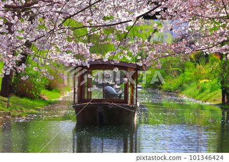 [Kyoto Prefecture] Fushimi Jukkokubune in fine weather and cherry blossoms in full bloom 101346424