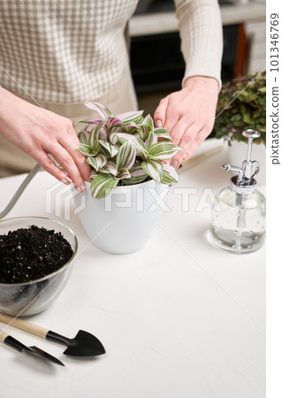 tradescantia pink clone potted plant indoors on a table 101346769
