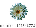 gerbera flower on white background 101346778