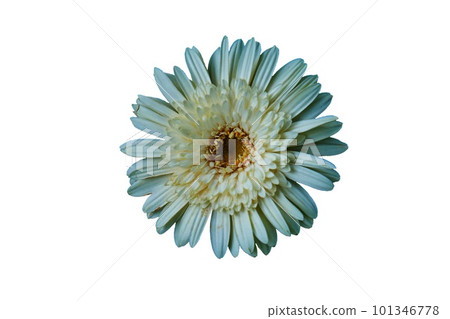 gerbera flower on white background gerbera flower on white background 101346778