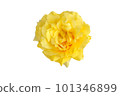 Yellow carnation flower isolated on white background 101346899